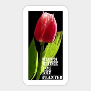 Bloom Where You Are Planted Sticker